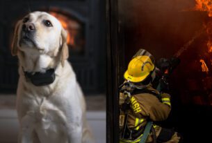 Cachorro Causa Incêndio