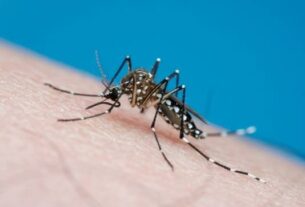 Mosquito Aedes Aegypti