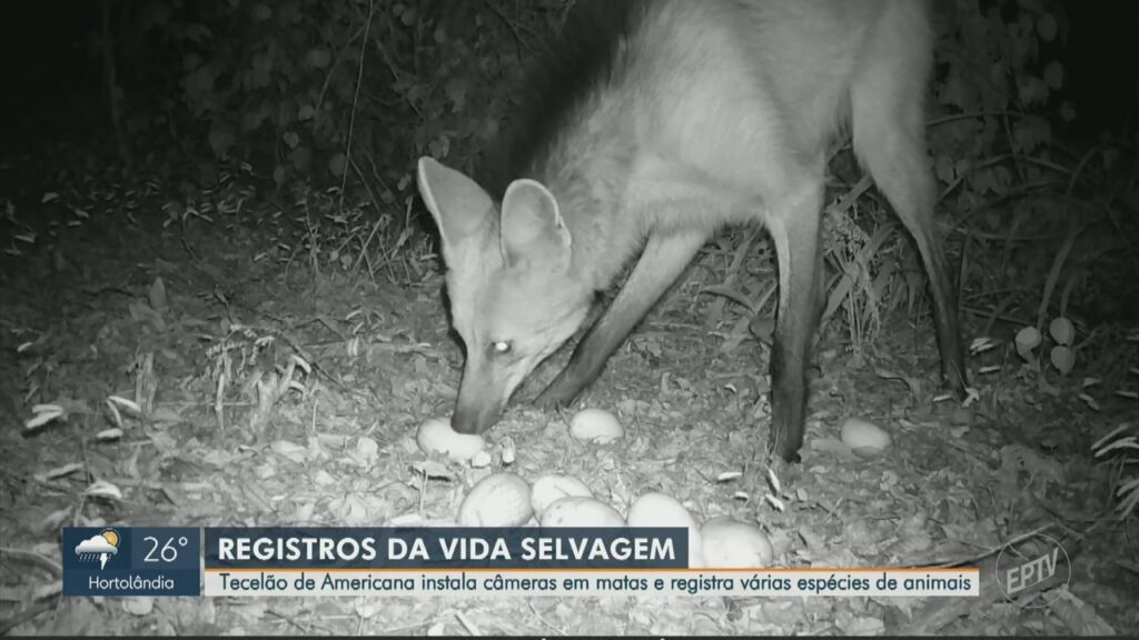 Lobo-guará, onça, veado: tecelão instala câmeras e ‘captura’ animais perto de área urbana no interior de SP | Campinas e Região